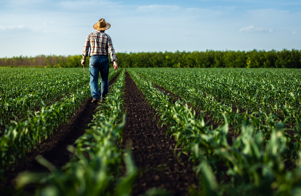 Rear,View,Of,Senior,Farmer,Walking,In,Corn,Field,Examining